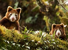 photo-by-tim-laman