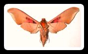 moth